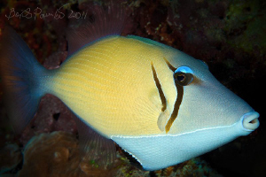Boomerang triggerfish in Maamigili Beyru - South Ari Atol... by Boris Pamikov 